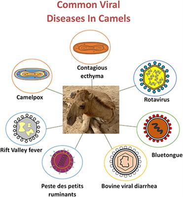 Camel viral diseases: Current diagnostic, therapeutic, and preventive strategies